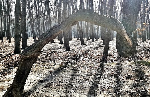 Madera, Caprichoso, Interesante, Parque