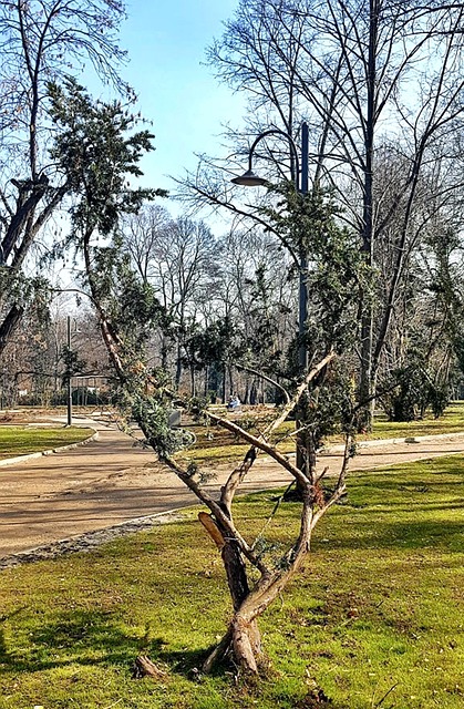 Madera, Parque, La Naturaleza, Árboles