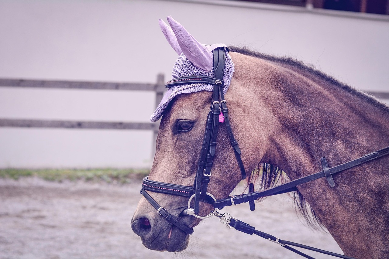 Tête de poney | Vecteur Premium