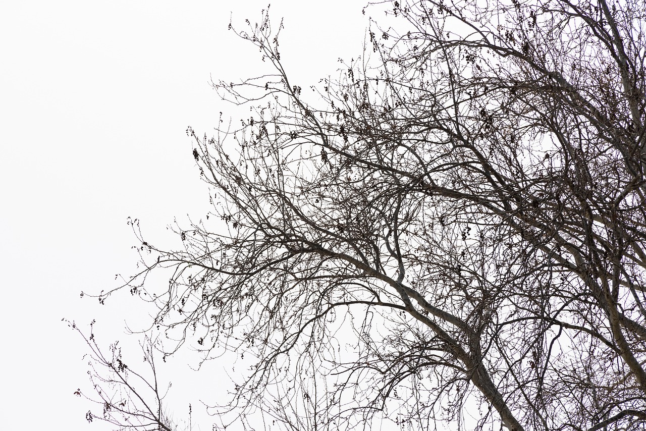 Tree Branches Sky Free photo on Pixabay Pixabay