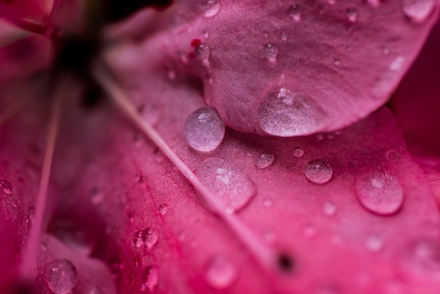 Free Flower Blossom photo and picture