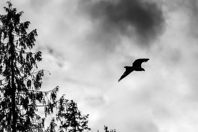 Free Nature Bird Of Prey photo and picture