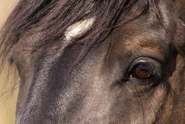Free Horse Animal photo and picture
