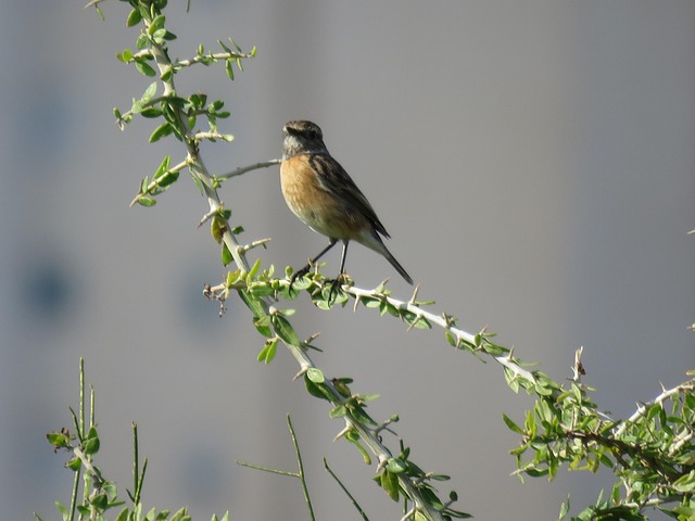 Free Bird Nature photo and picture
