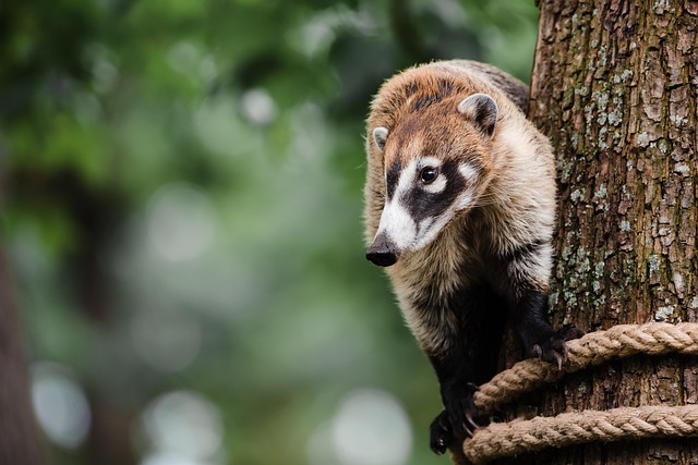 Free Coati Nasua photo and picture