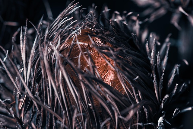 Free Plant Macro photo and picture