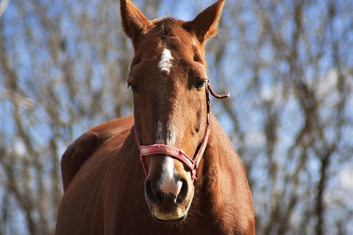Cavalo, Animal, Refrear, Cabeça, Rosto
