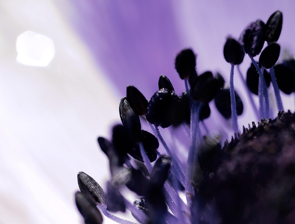 Macro Close Up Nature - Free photo on Pixabay - Pixabay