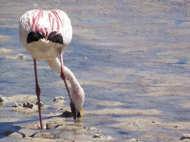 Free Desert Uyuni photo and picture