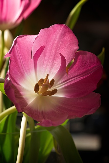 Free Tulip Pink photo and picture