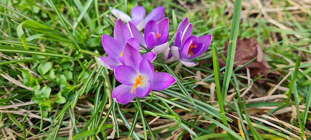 Free Flowers Grass photo and picture