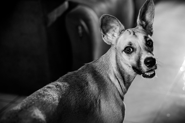 Free Dog Pet photo and picture