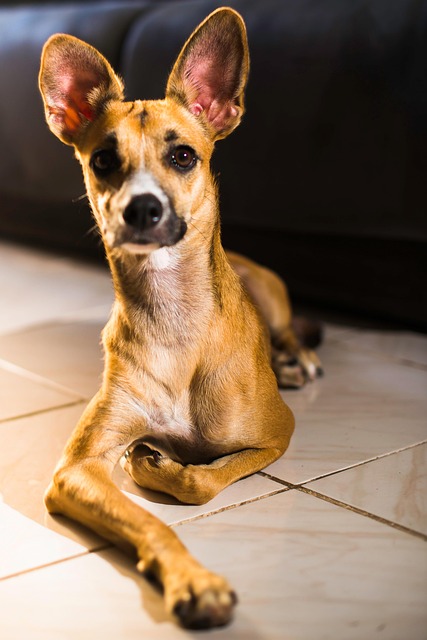 Free Dog Pet photo and picture