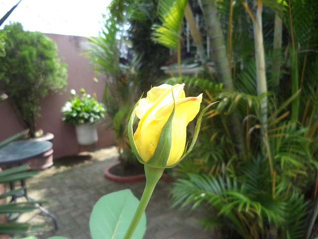 Free Rose Flower photo and picture