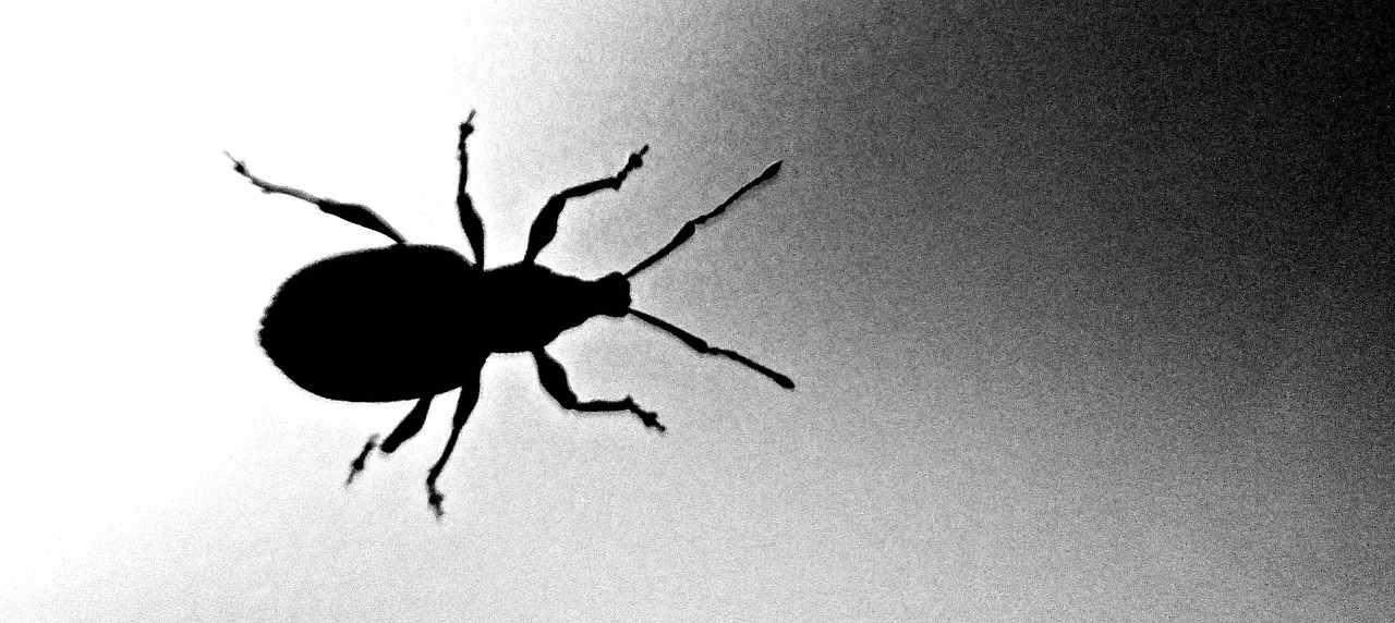 Bug Insect Creature - Free photo on Pixabay