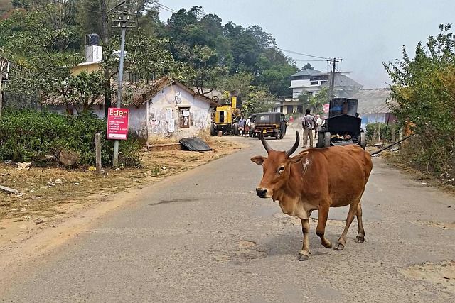 Free Cow India photo and picture