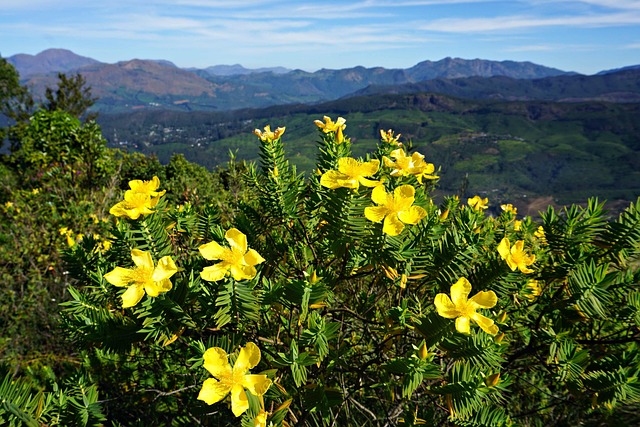 Free Outlook Flower photo and picture