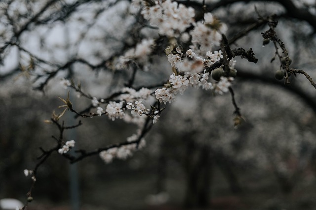 Árbol, Flores, Flores De Cerezo