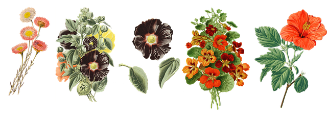 Free vintage flower paper daisies illustration