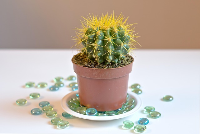 Free Cactus Cacti photo and picture