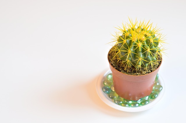 Free Cactus Plant photo and picture