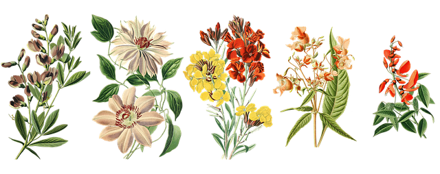 Blumen, Gartenpflanzen, Jahrgang