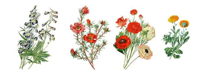 Free flowers garden plants nature illustration