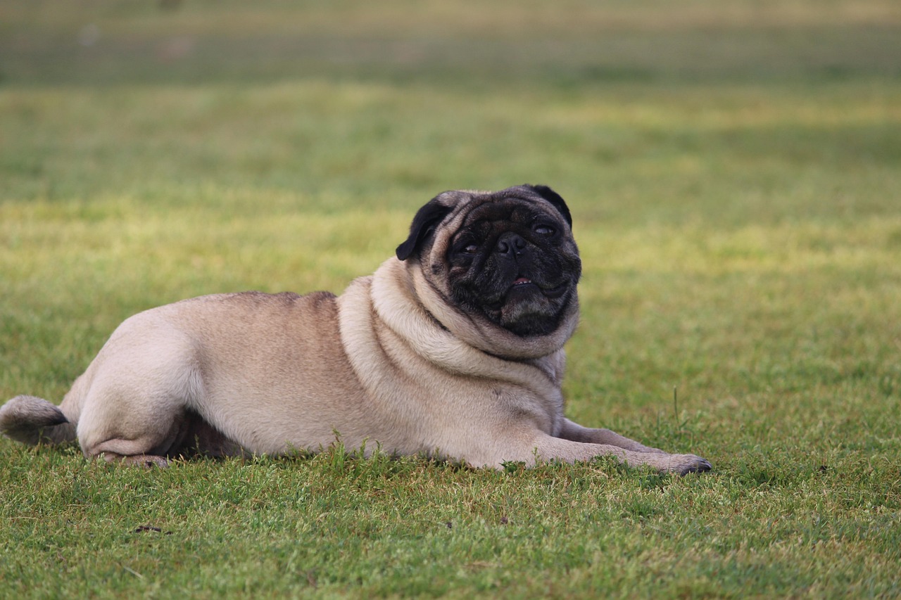 Mops Hund Haustier Kostenloses Foto Auf Pixabay Pixabay