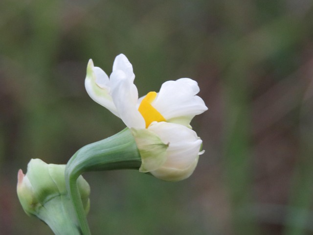Free Narcissus Flower photo and picture