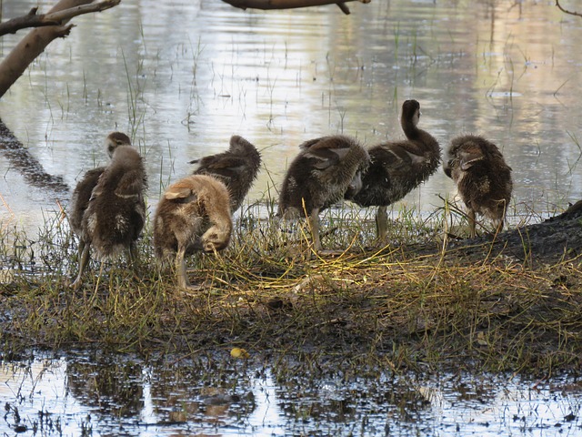Free Duke Nature photo and picture