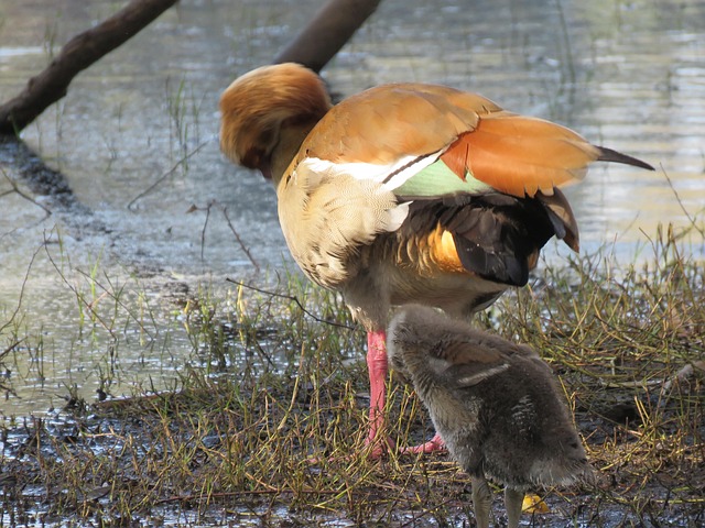 Free Duke Bird photo and picture