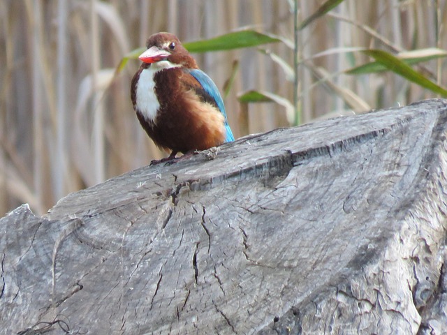Free Kingfisher Bird photo and picture