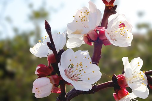Free Plum Blossoms Flowers photo and picture