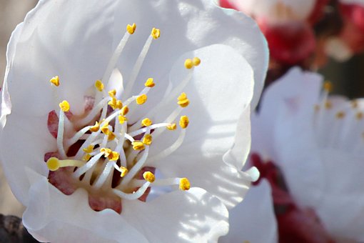 Free Apricot Flower photo and picture