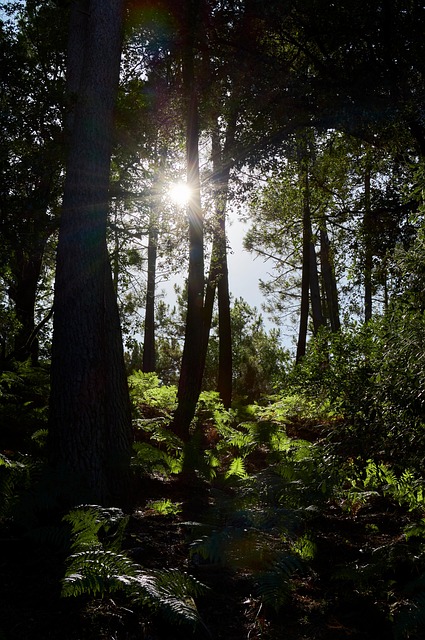 Free Forest Trees photo and picture