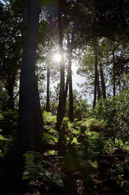 Free Forest Trees photo and picture