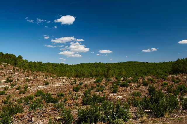 Free Forest Trees photo and picture