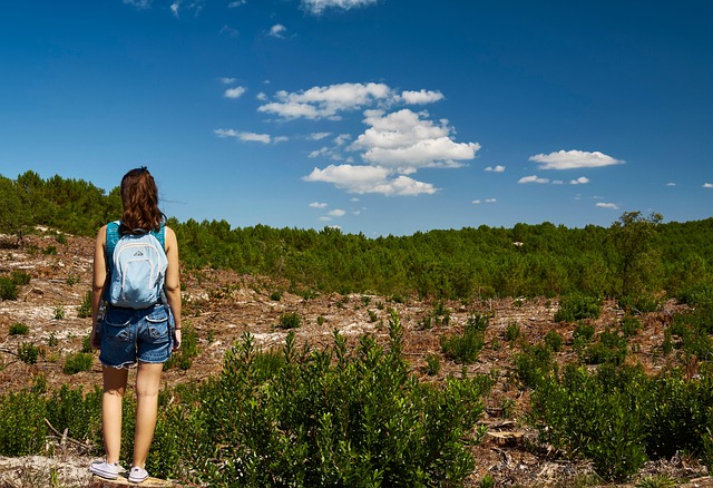 Free Forest Trees photo and picture