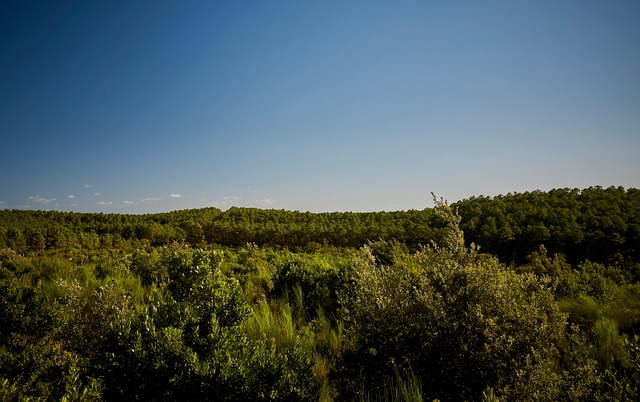 Free Forest Trees photo and picture