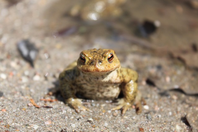 Frosch Kröte Teich Kostenloses Foto auf Pixabay Pixabay