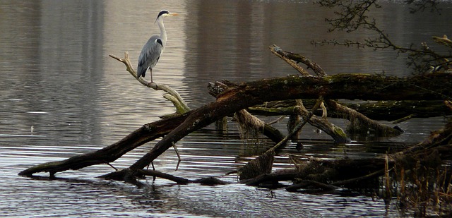 Free Heron Bird photo and picture