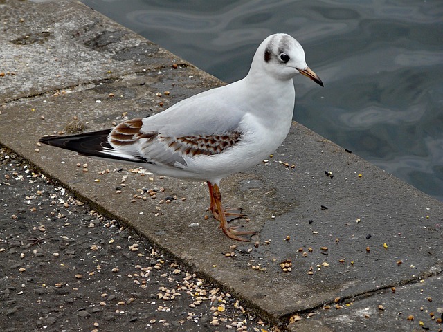 Free Gull Bird photo and picture