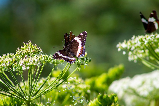 Schmetterling, Draußen, Sommer, Natur