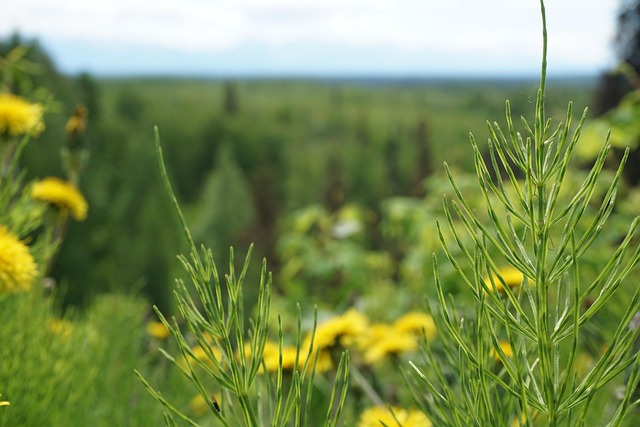Free Flowers Mountains photo and picture