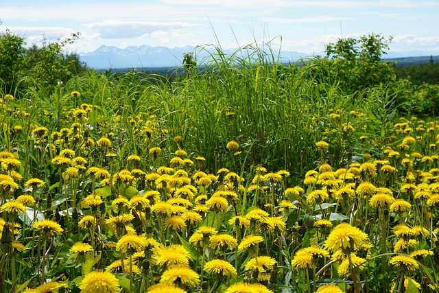 Free Flowers Mountains photo and picture