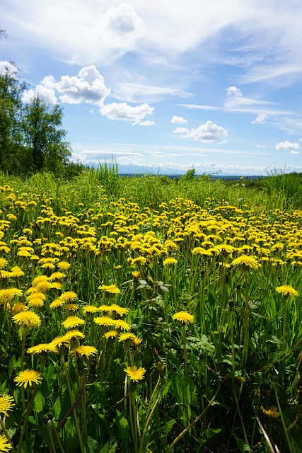 Free Flowers Green photo and picture