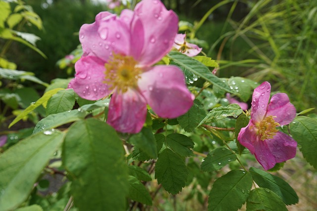 Free Flowers Green photo and picture