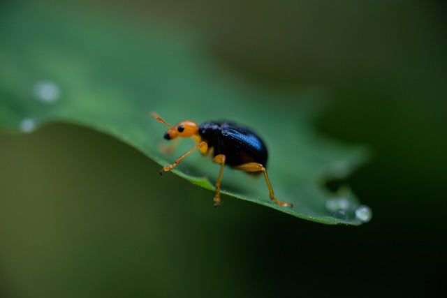 Escarabajo, Insecto, Insectos, Verde