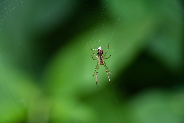 Araña, Web, Arácnido, Aracnofobia
