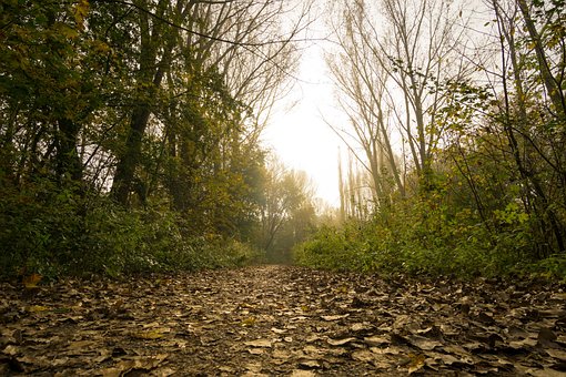 Free Forest Path photo and picture
